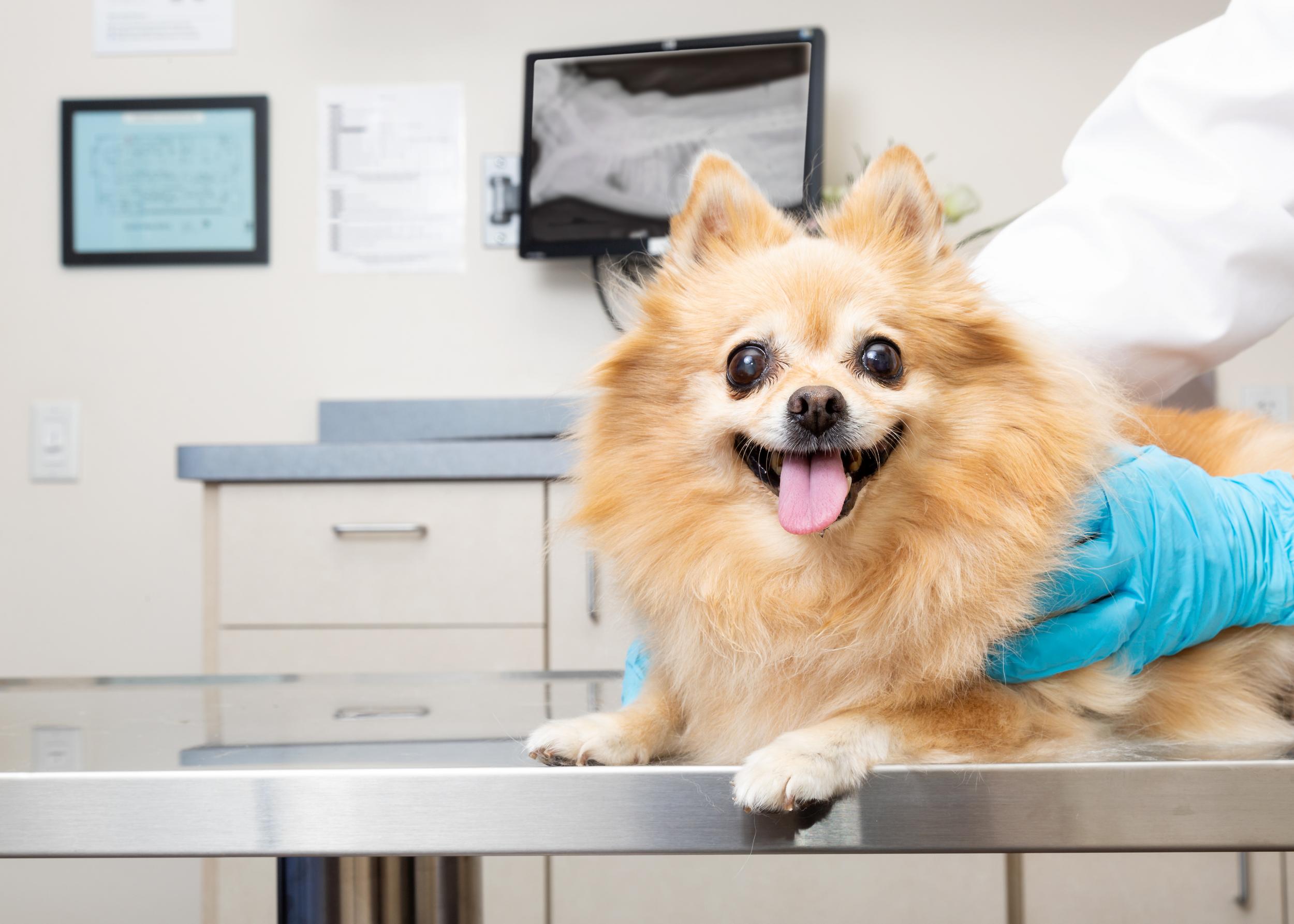 Fluffy Yellow Dog Getting Exam on Metal Table