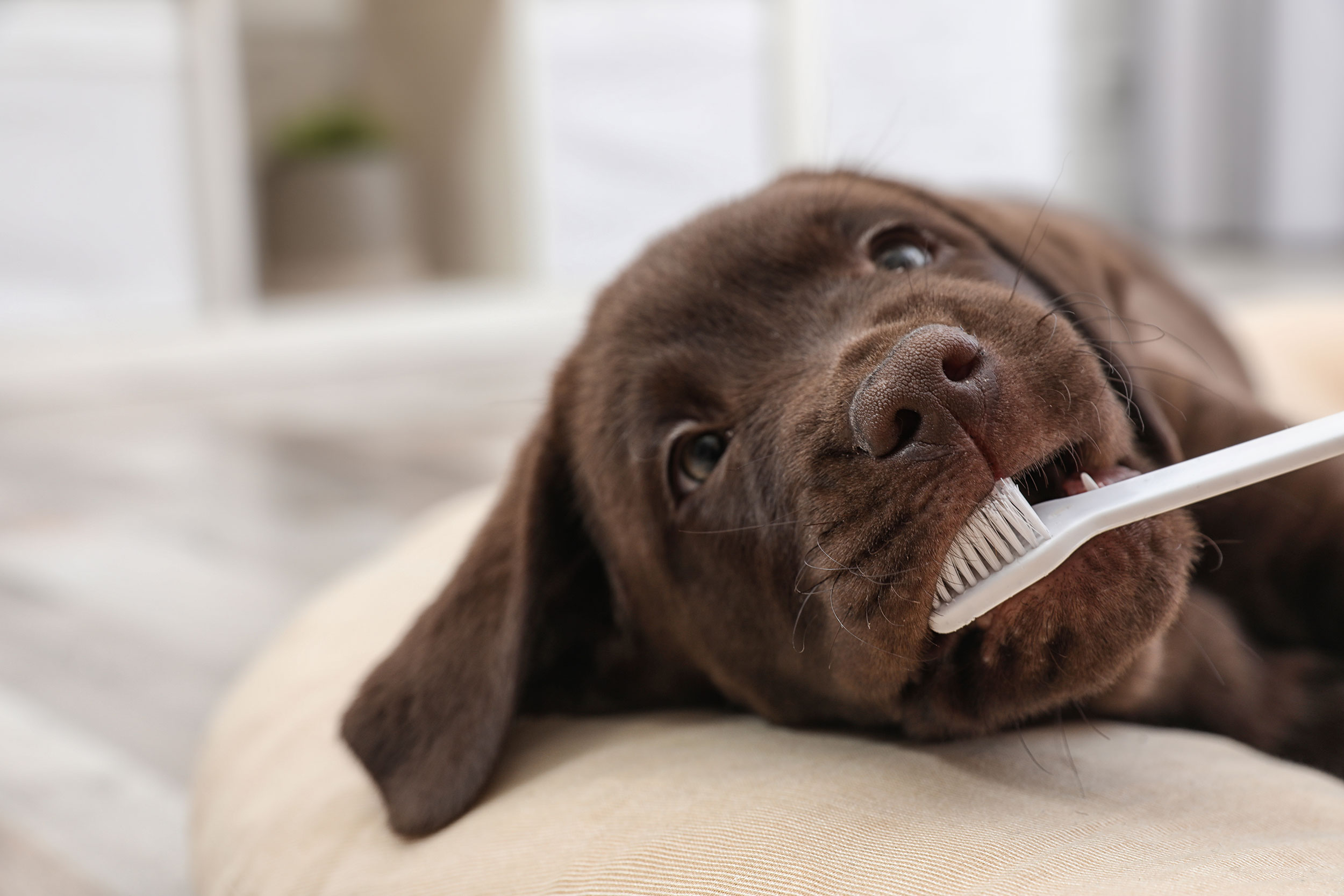 Chocolate Lab Getting Teeth Brushed