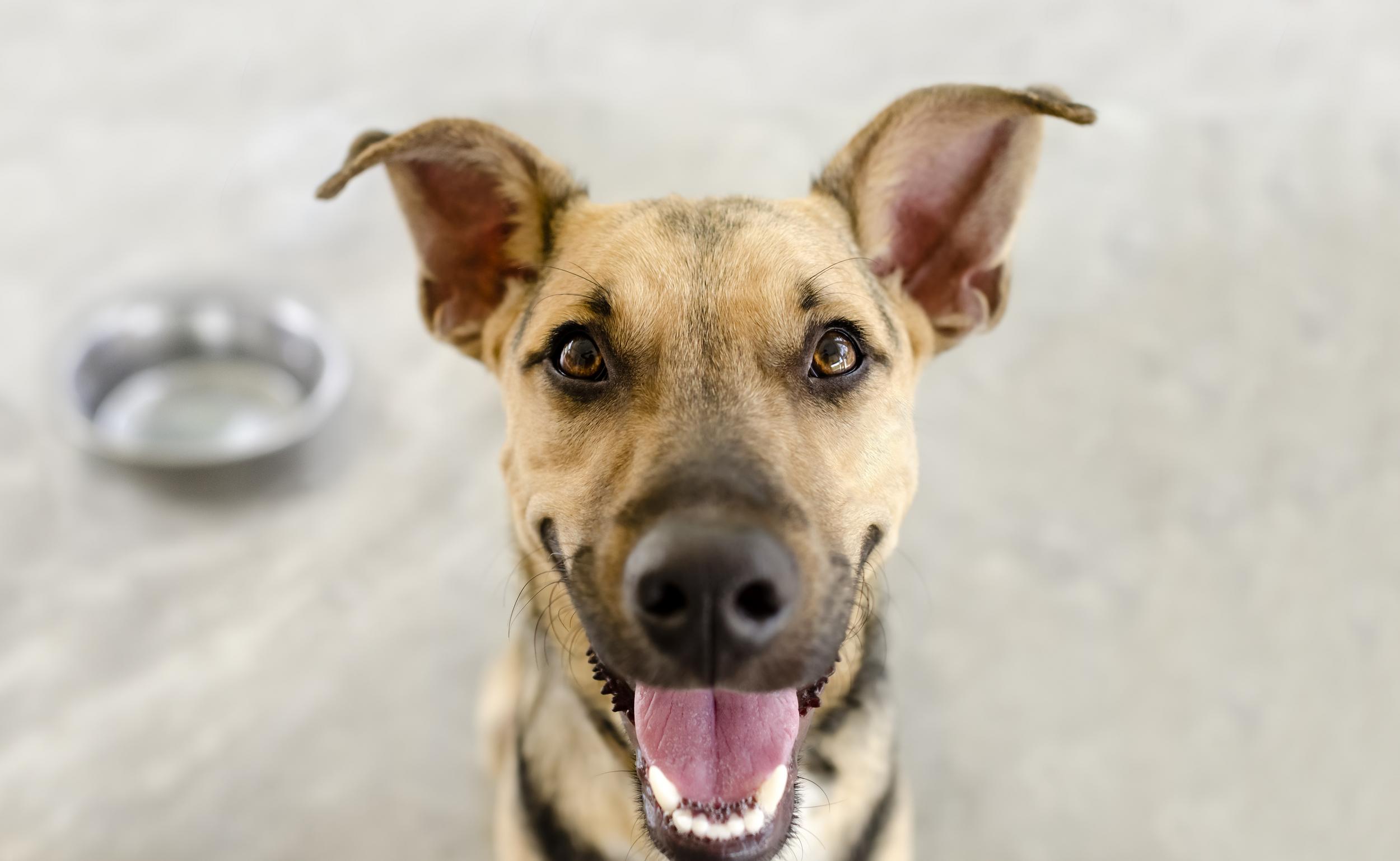 Happy Dog Waiting on Dinner