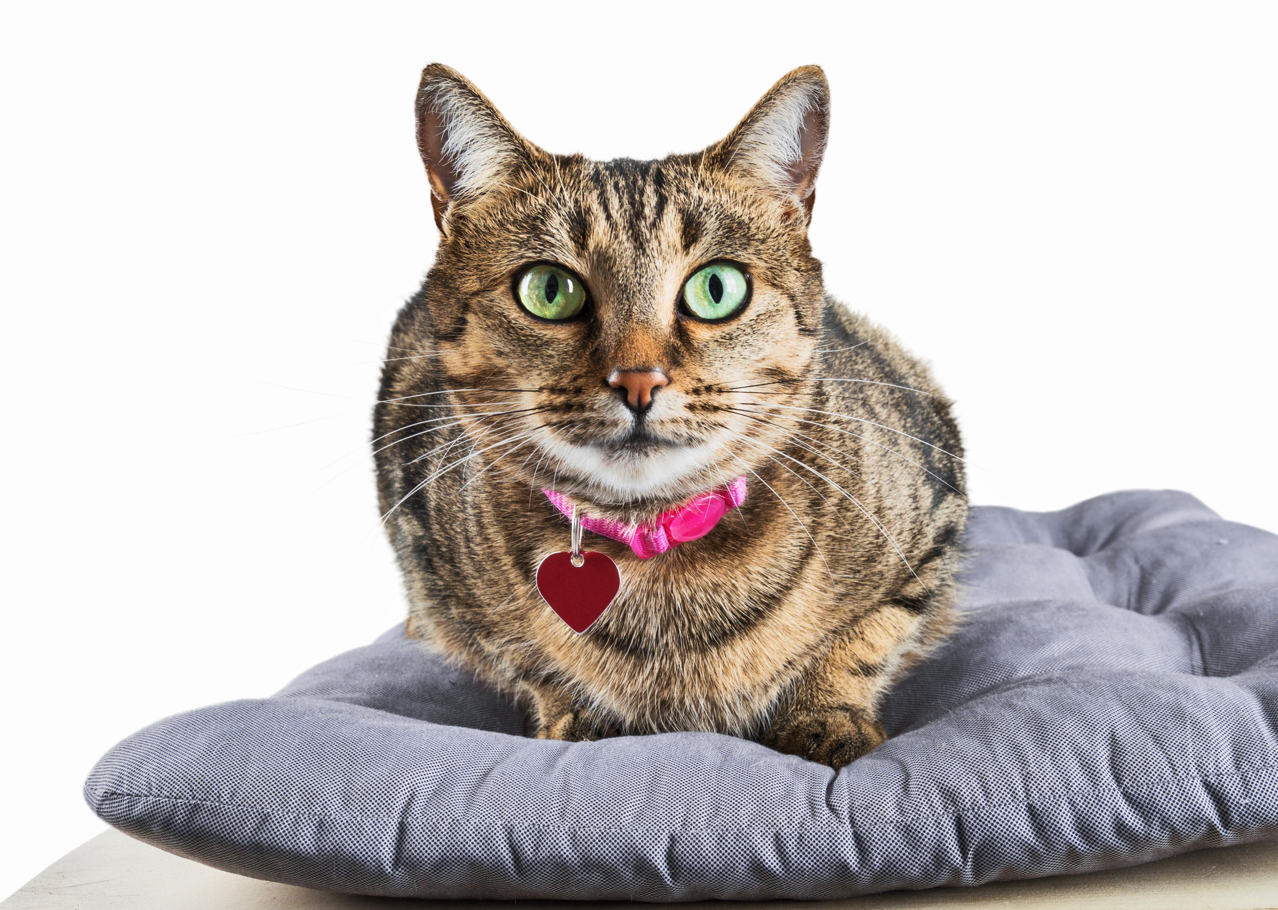 Brown Cat in Pink Collar on Pet Bed