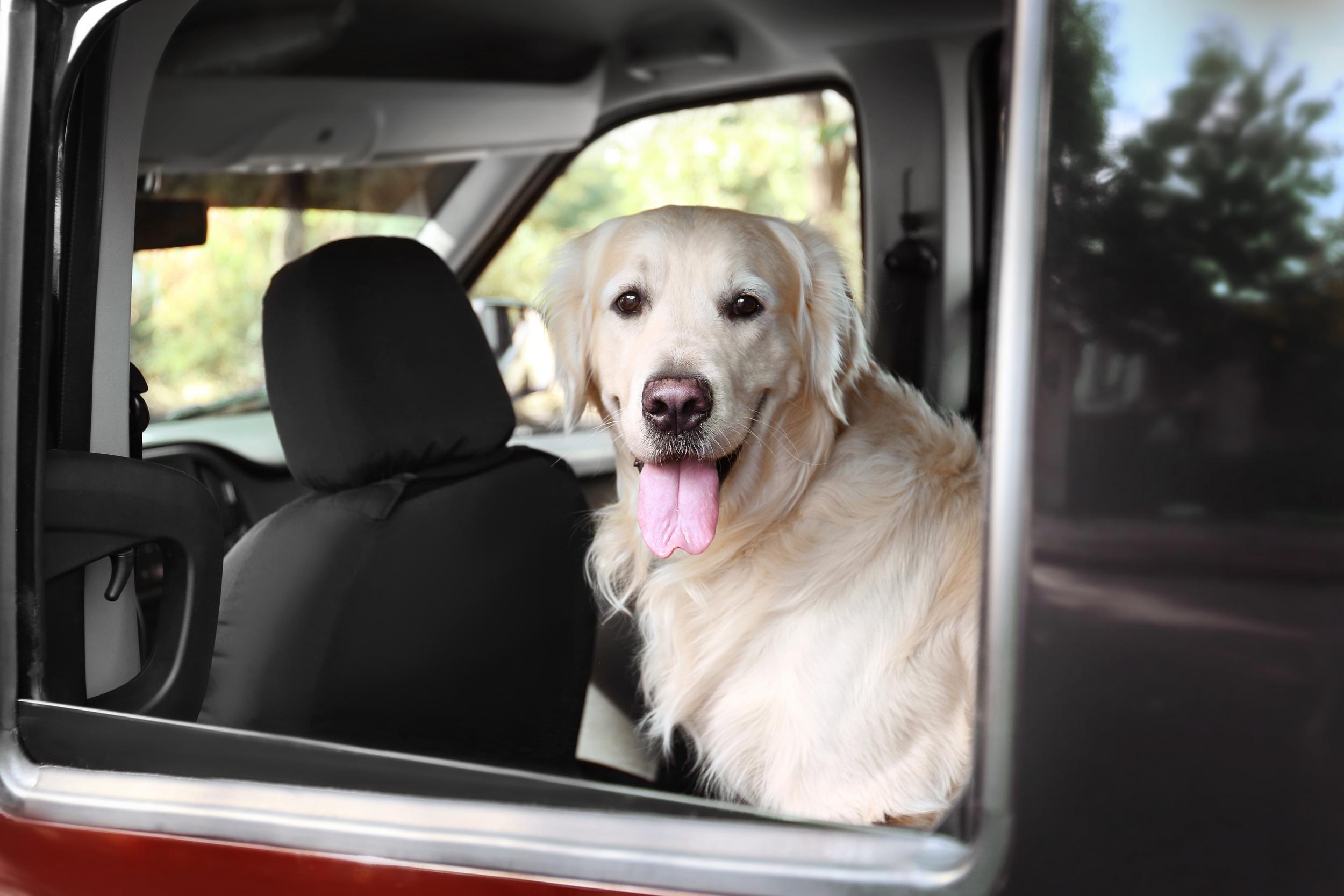 Golden Retriever sitting in car looking out window