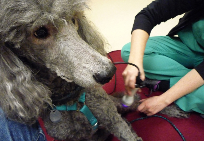Grey Poodle Getting Laser Therapy