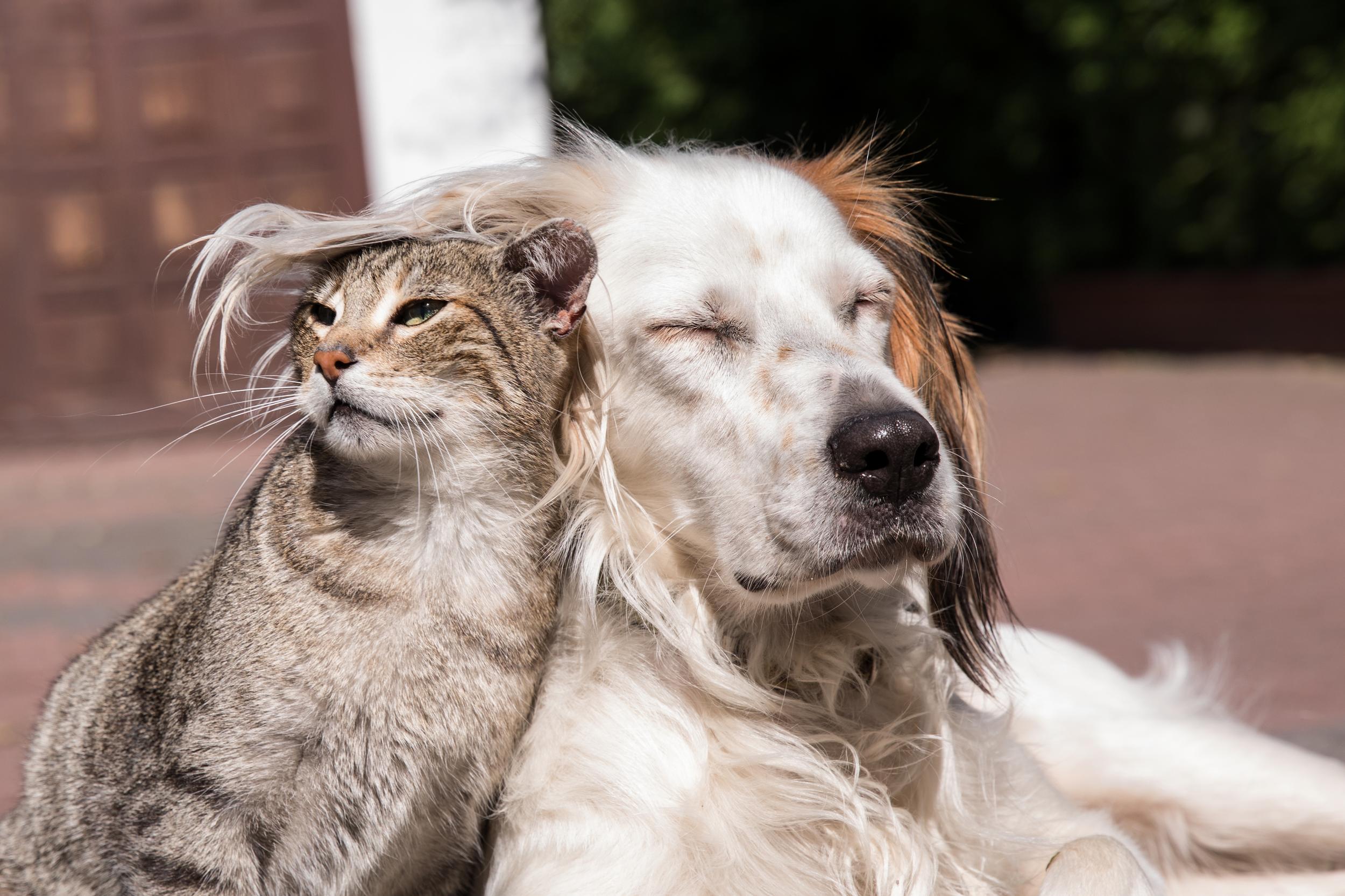 Cat Snuggled Under Fluffy Dog Ear