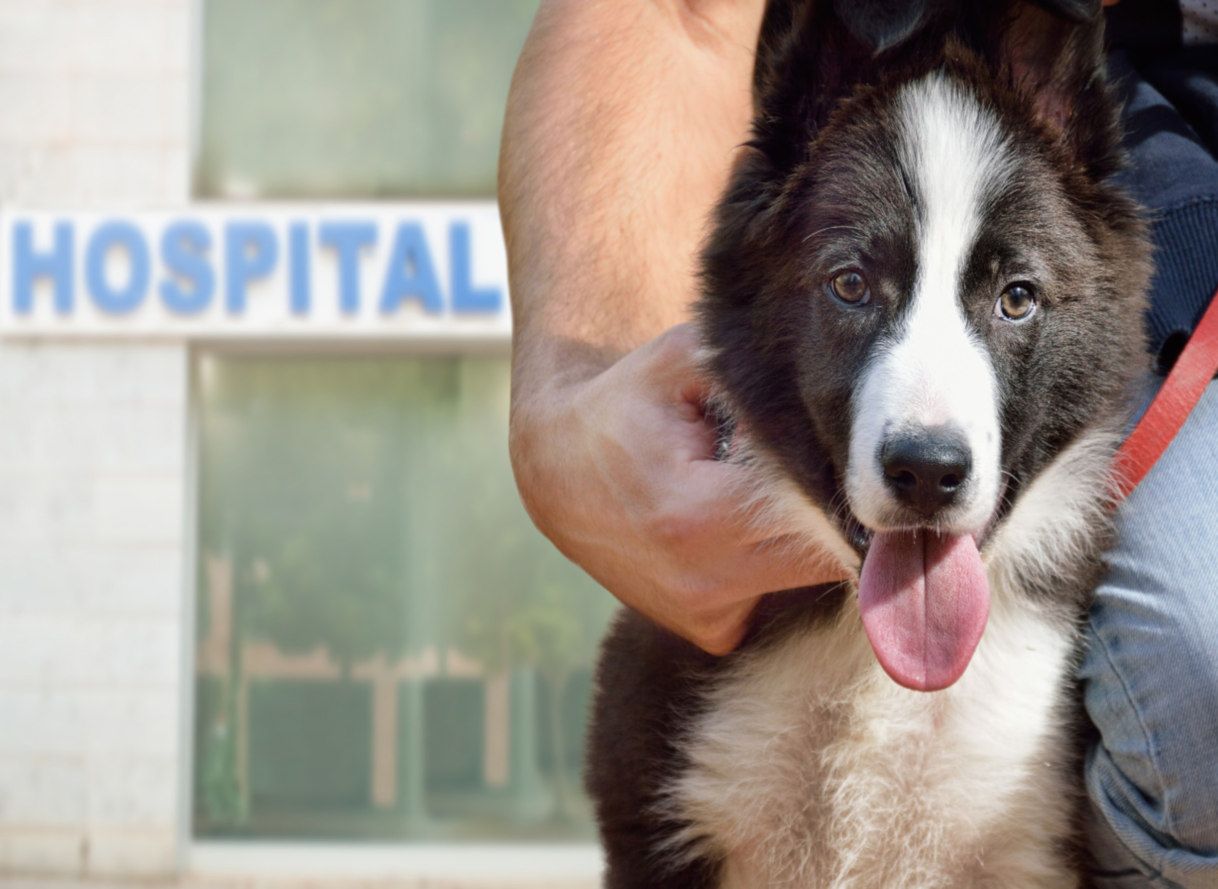 Black and White Dog Going to Hospital