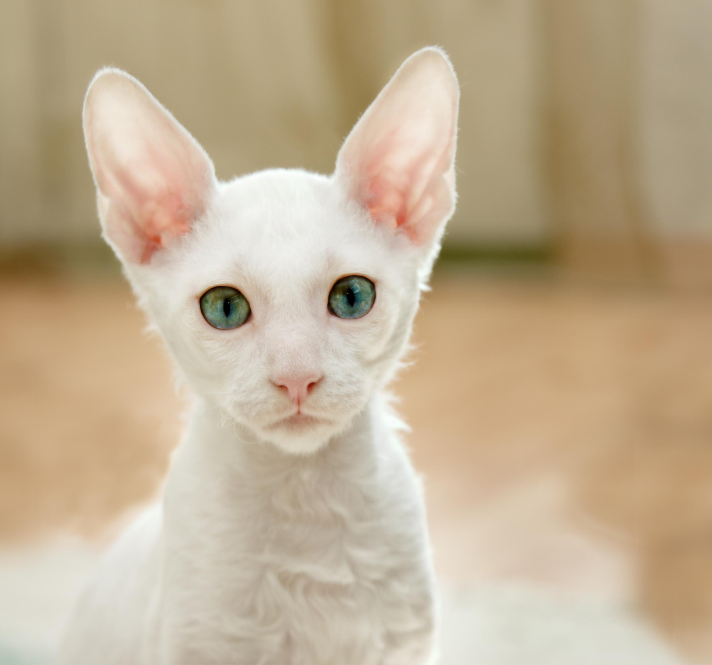 White Cat with Green Eyes