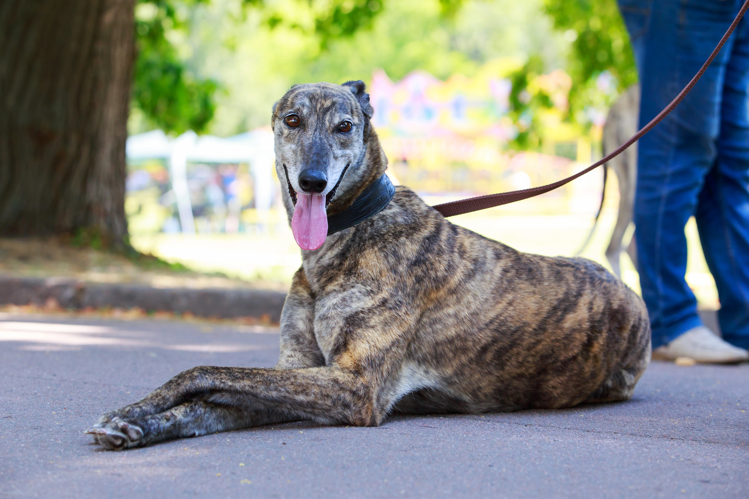 Greyhound  Laying Down while on Leash