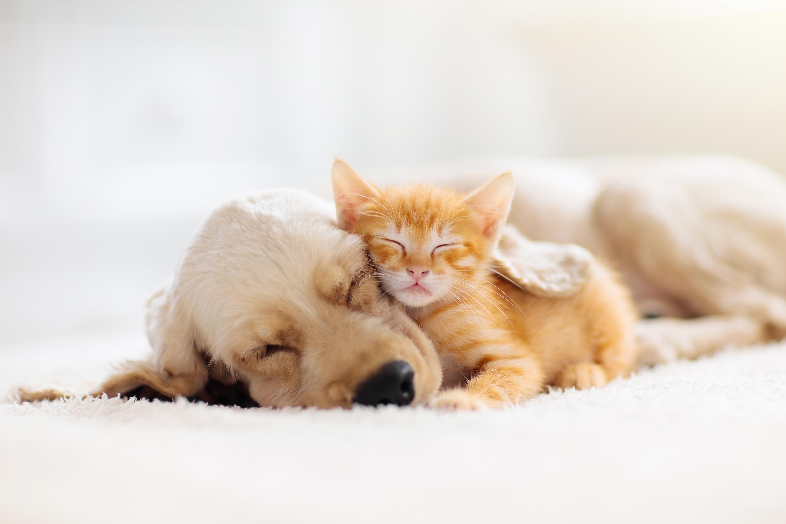 Tan Puppy and Orange Kitten Sleeping Snuggled Up