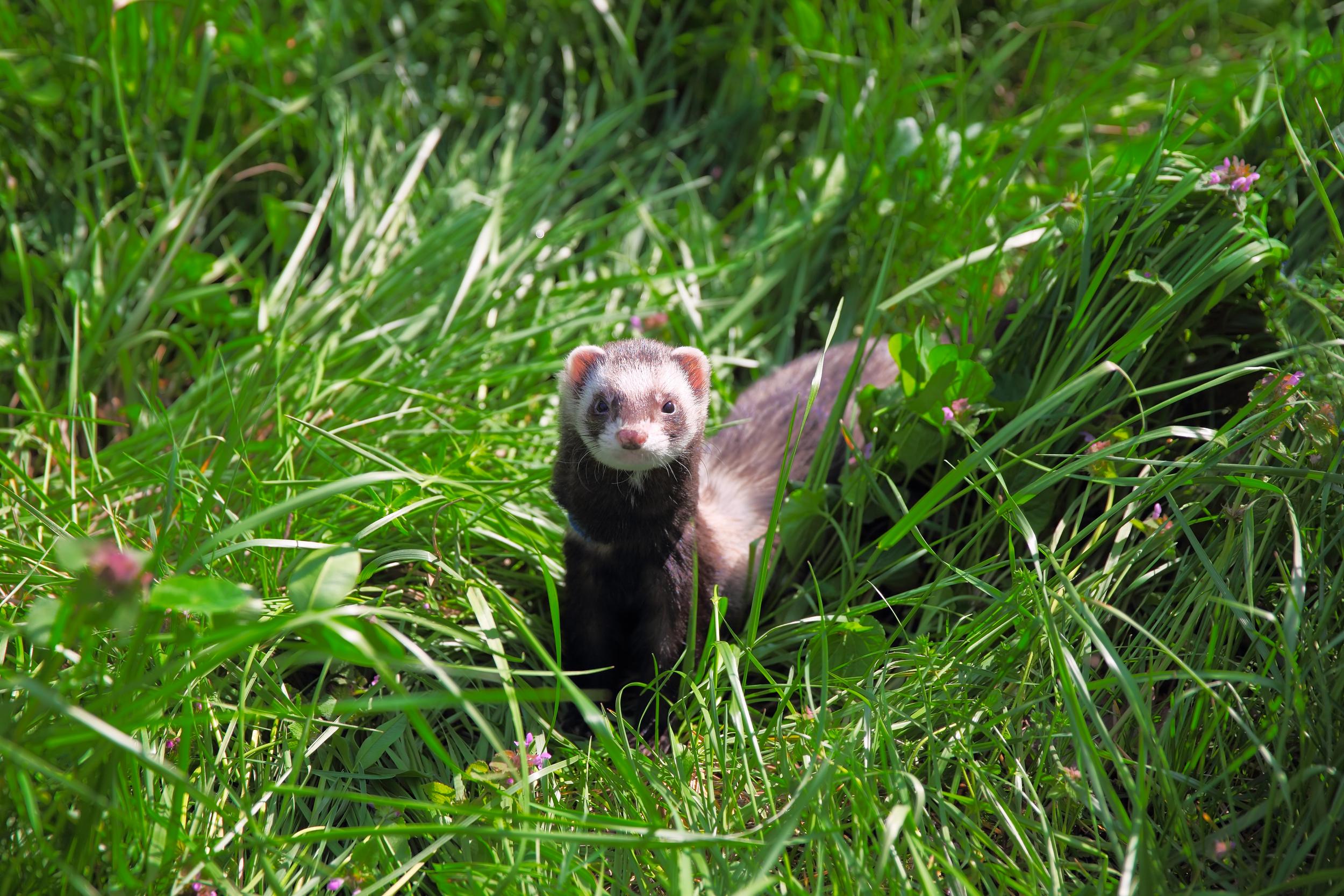 Ferret in Tall Grass