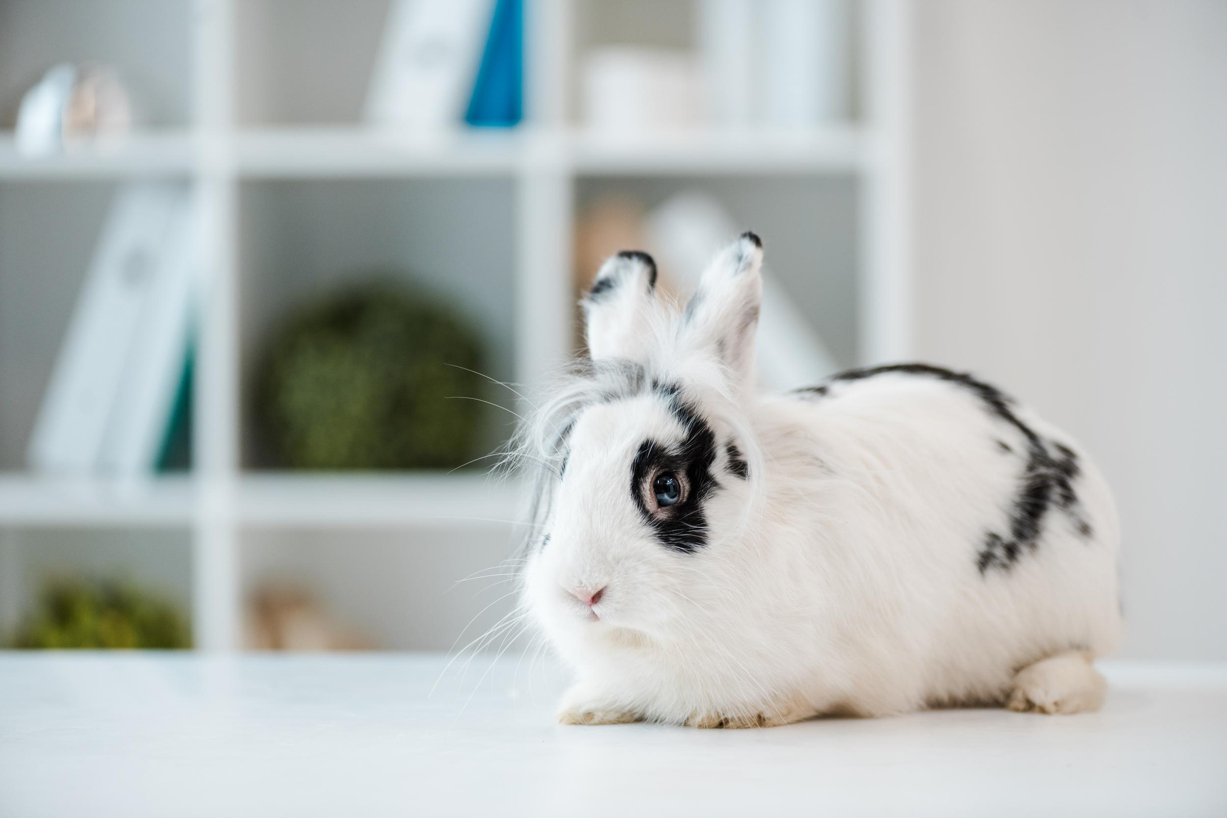 Black and White Rabbit with Bookshelf Background