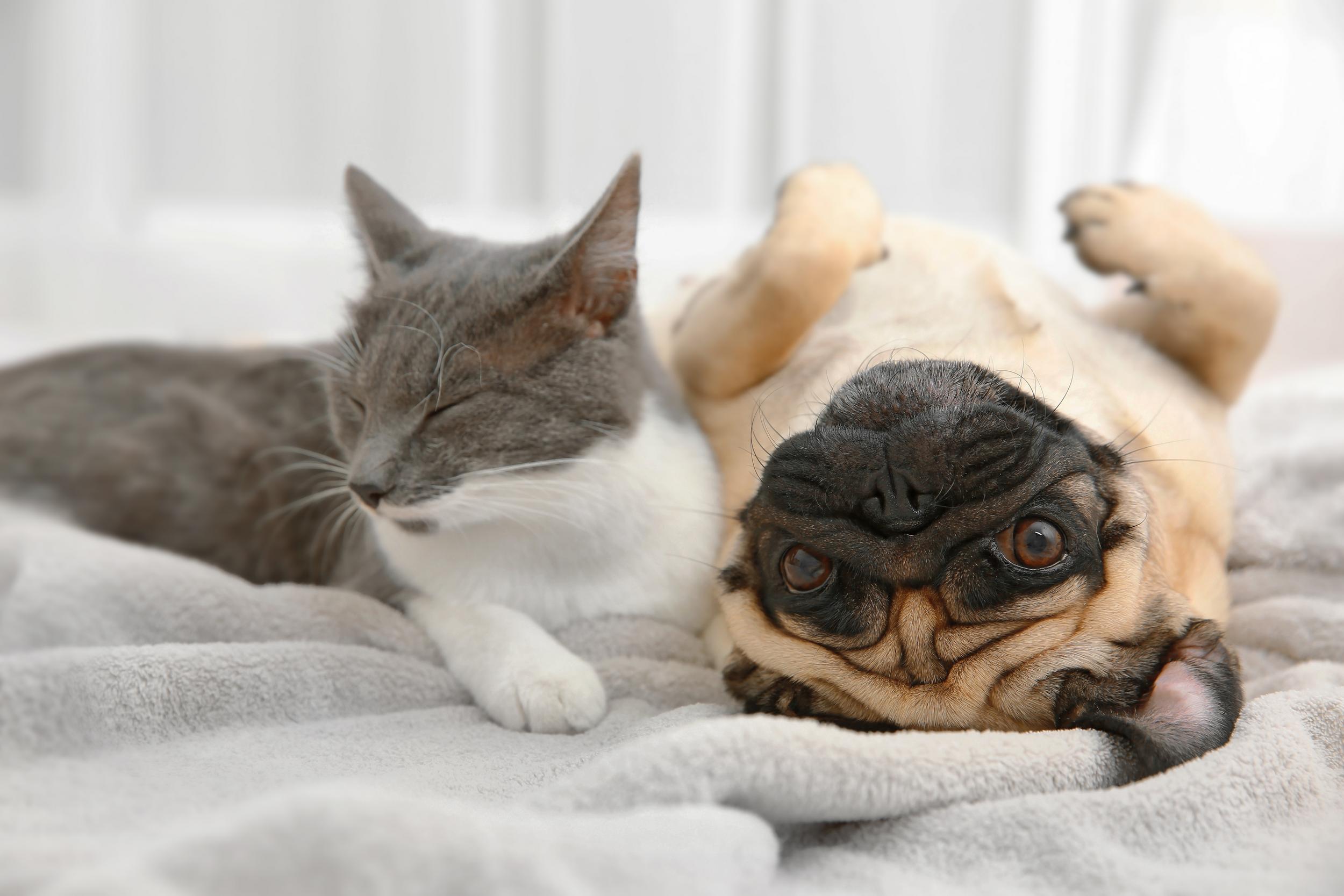 Upside Down Pug next to Grey and White Cat