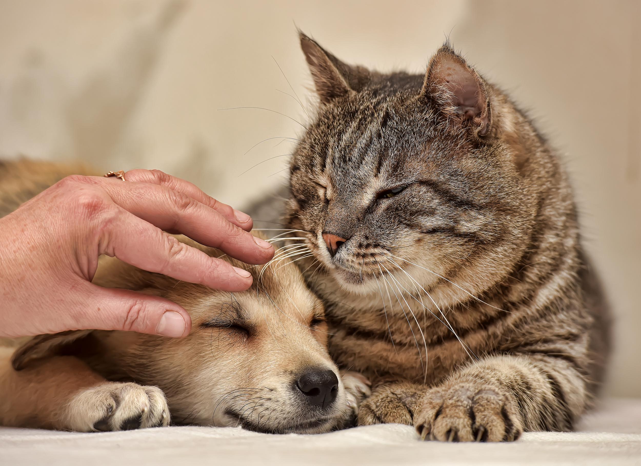 Person Petting a Puppy Snuggled with Brown Striped Cat