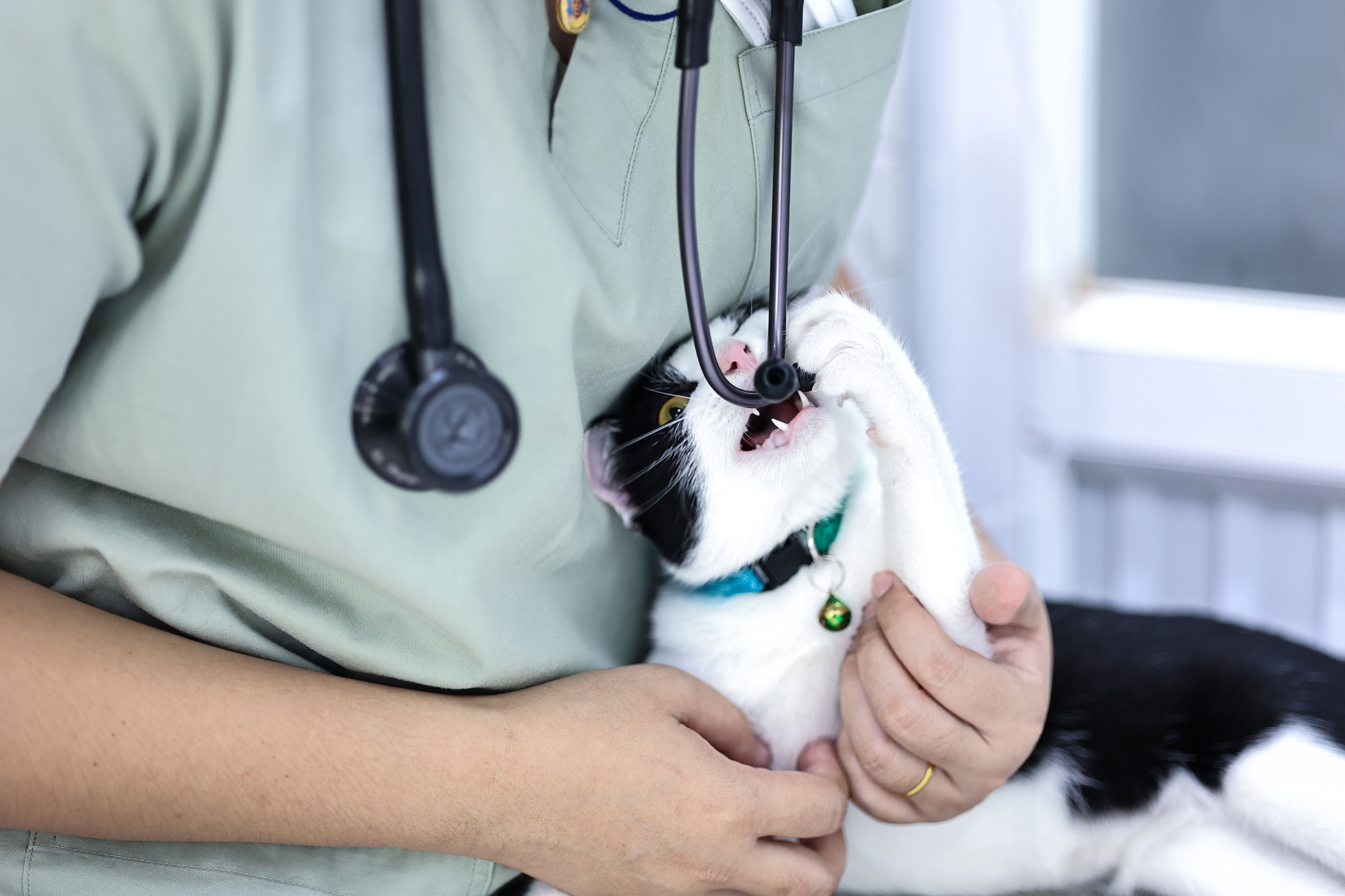 Cat Playing with Doctors Stethoscope